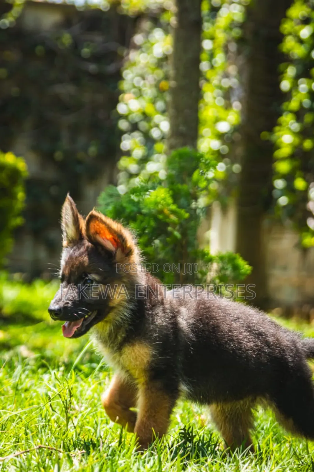 1-3 months Male Purebred German Shepherd