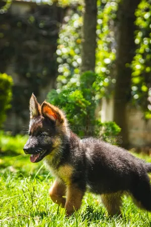 1-3 months Male Purebred German Shepherd