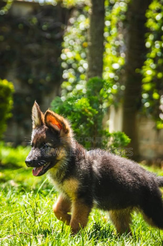 1-3 months Male Purebred German Shepherd