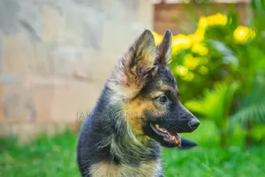 1-3 months Female Purebred German Shepherd