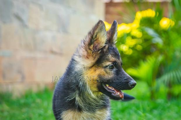 1-3 months Female Purebred German Shepherd