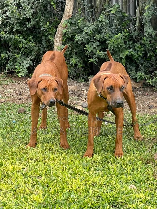 3-6 months Male Purebred Rhodesian Ridgeback - main view