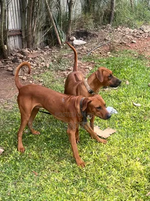 3-6 months Female Purebred Rhodesian Ridgeback
