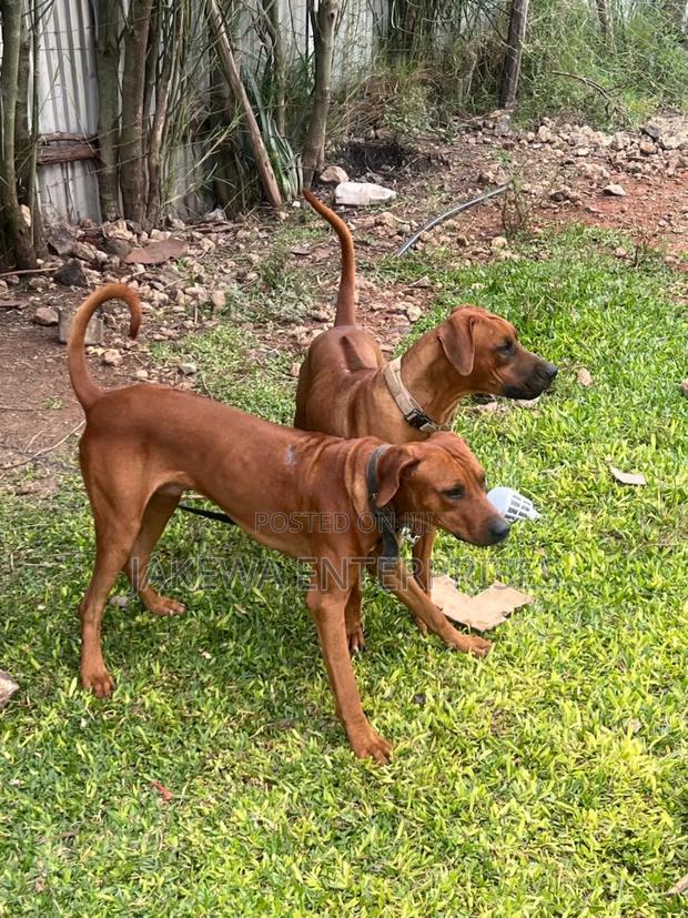 3-6 months Female Purebred Rhodesian Ridgeback - main view