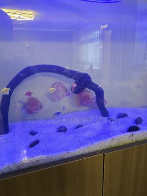 Beautiful Discus Fish – Vibrant Healthy - thumbnail 2