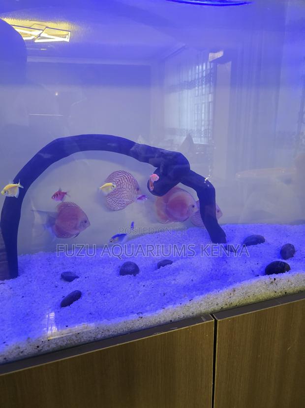 Beautiful Discus Fish – Vibrant Healthy - main view