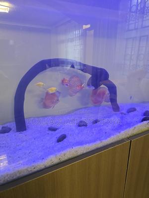 Colorful Discus Fish for Sale – Top Quality - thumbnail 2