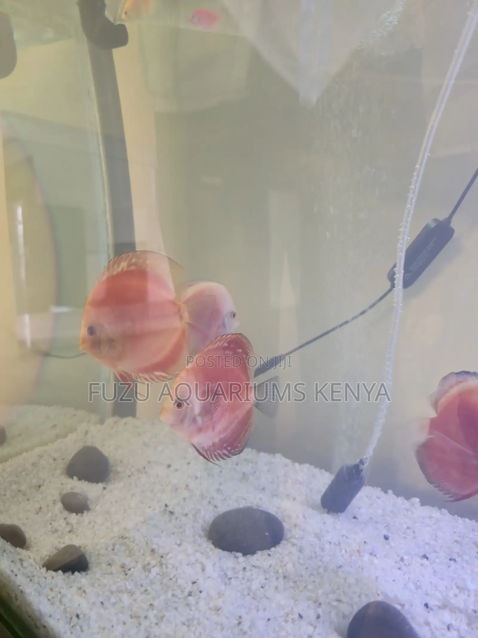 Premium Discus Fish – Aquarium-Ready