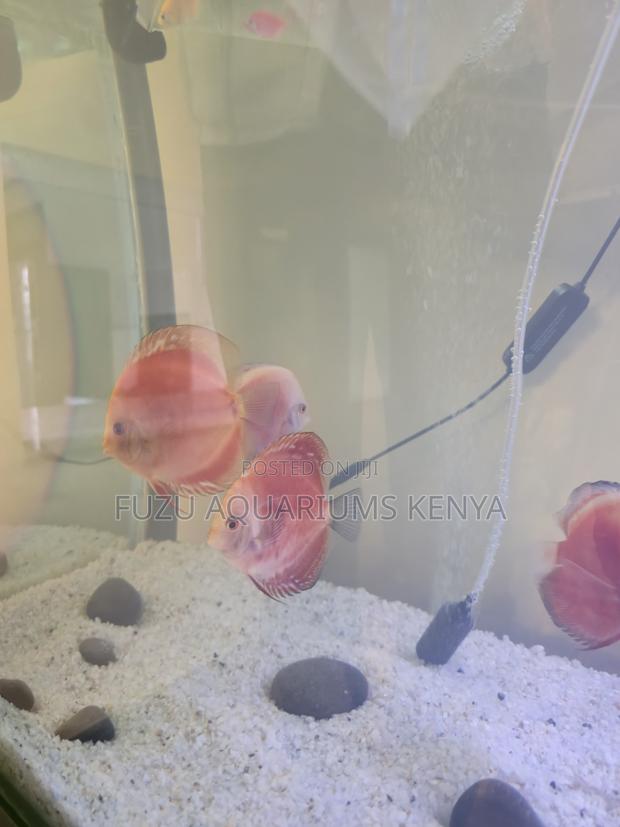 Premium Discus Fish – Aquarium-Ready - main view