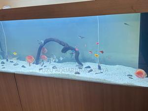 Bright Healthy Discus Fish in Stock - thumbnail 2