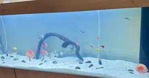 Exotic Discus Fish – Peaceful Tank Companions