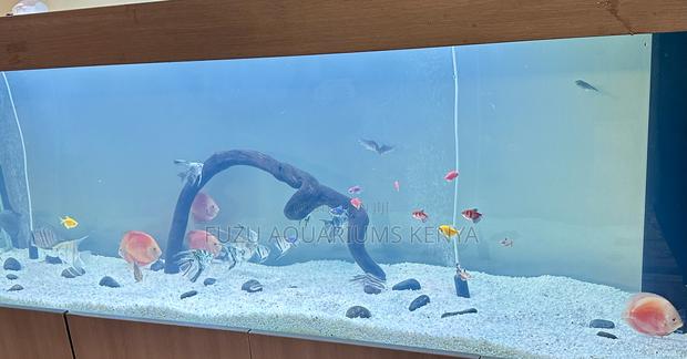 Exotic Discus Fish – Peaceful Tank Companions