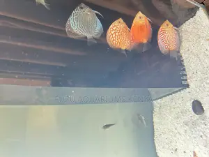 Discus Fish for Sale – Add Elegance to Your Tank