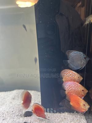 Buy Discus Fish – Perfect for Display Aquariums - thumbnail 2