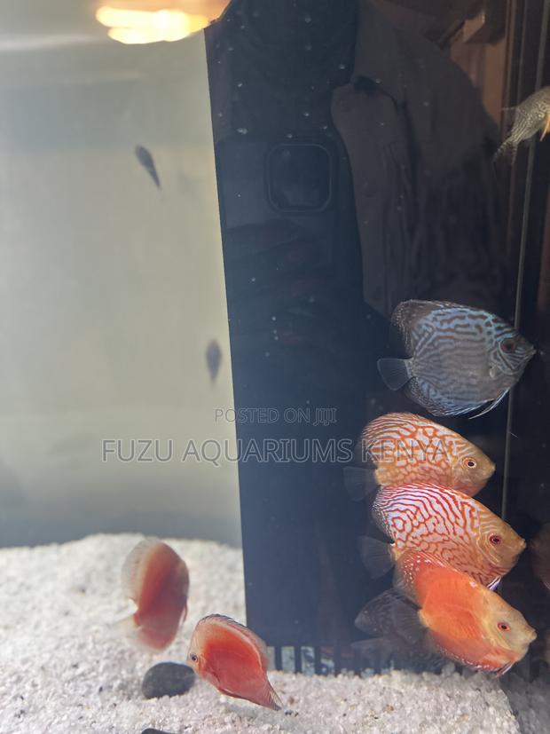 Buy Discus Fish – Perfect for Display Aquariums - main view