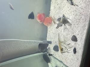 Tropical Discus Fish – Vibrant Colors Guaranteed - thumbnail 2