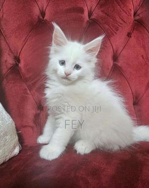 1-3 months Female Purebred Maine Coon