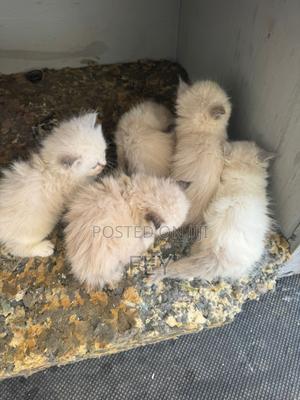 1-3 months Female Purebred Ragdoll - thumbnail 2