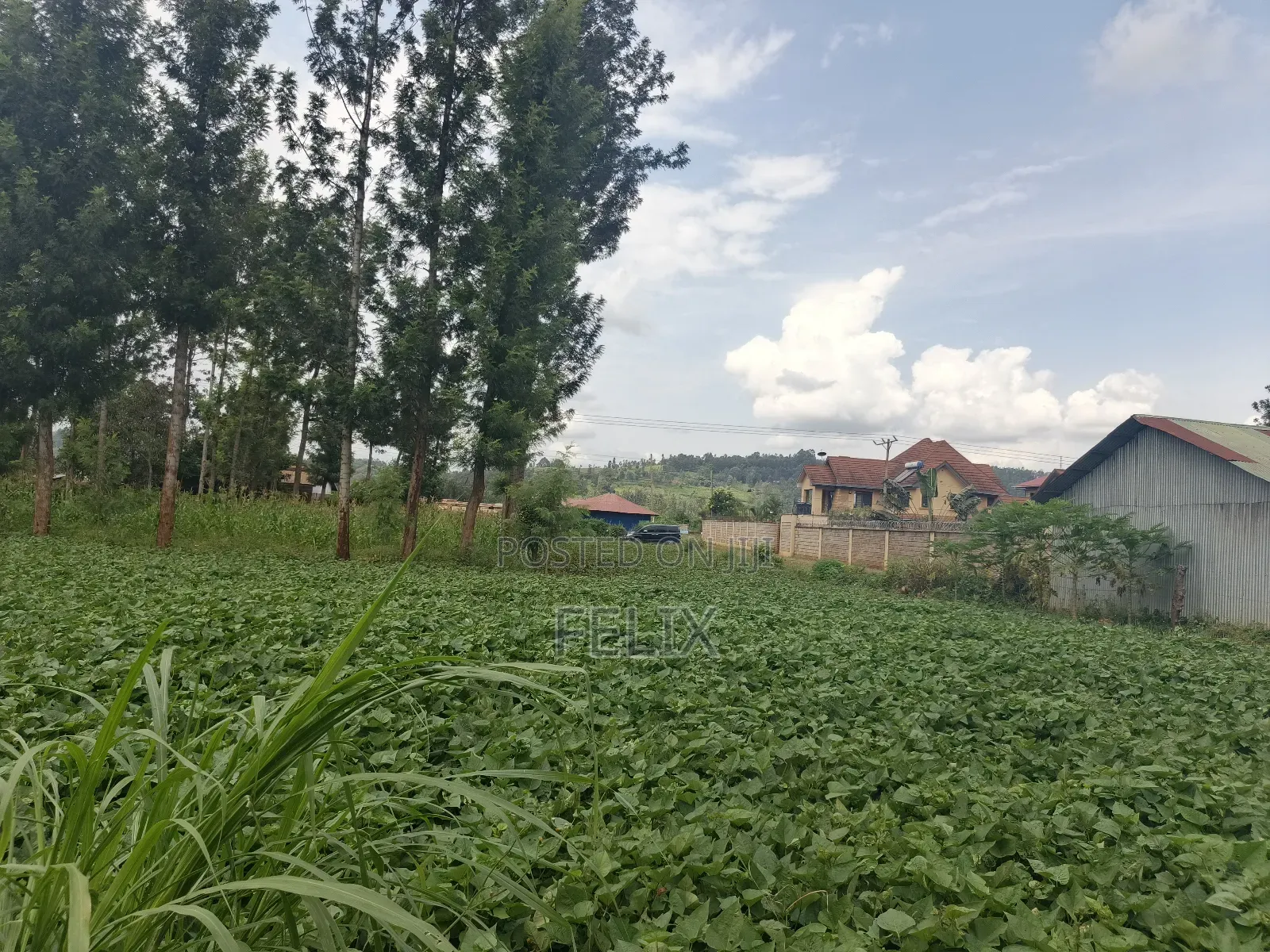 Kirinyaga/Kibingoti Half Acre