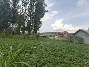 Kirinyaga/Kibingoti Half Acre