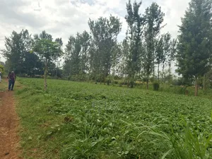 Kirinyaga/Kibingoti Half Acre