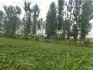 Kirinyaga/Kibingoti Half Acre