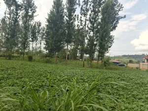 Kirinyaga/Kibingoti Half Acre