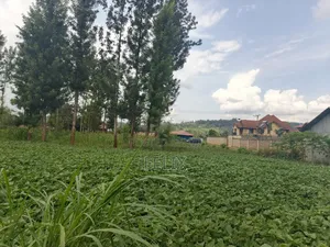 Kirinyaga/Kibingoti Half Acre