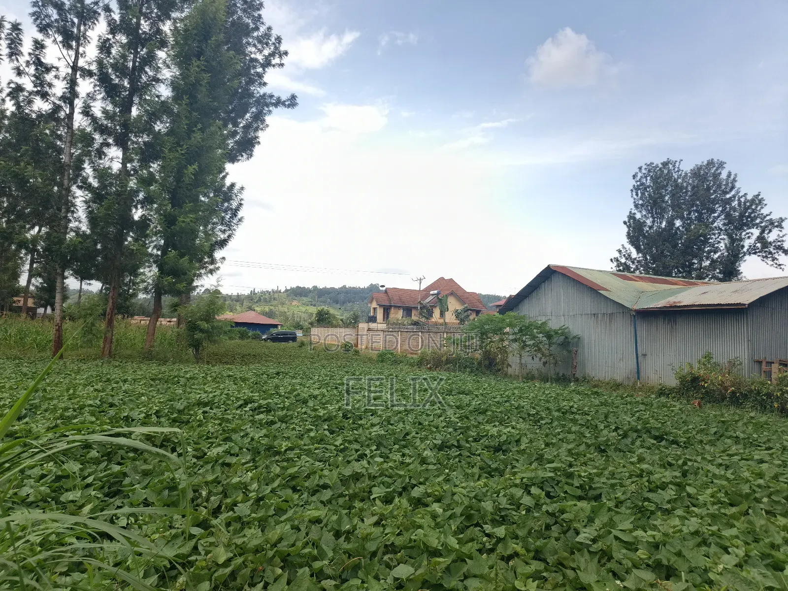 Kirinyaga/Kibingoti Half Acre