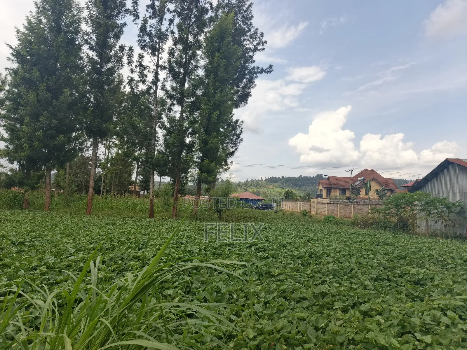 Kirinyaga/Kibingoti Half Acre