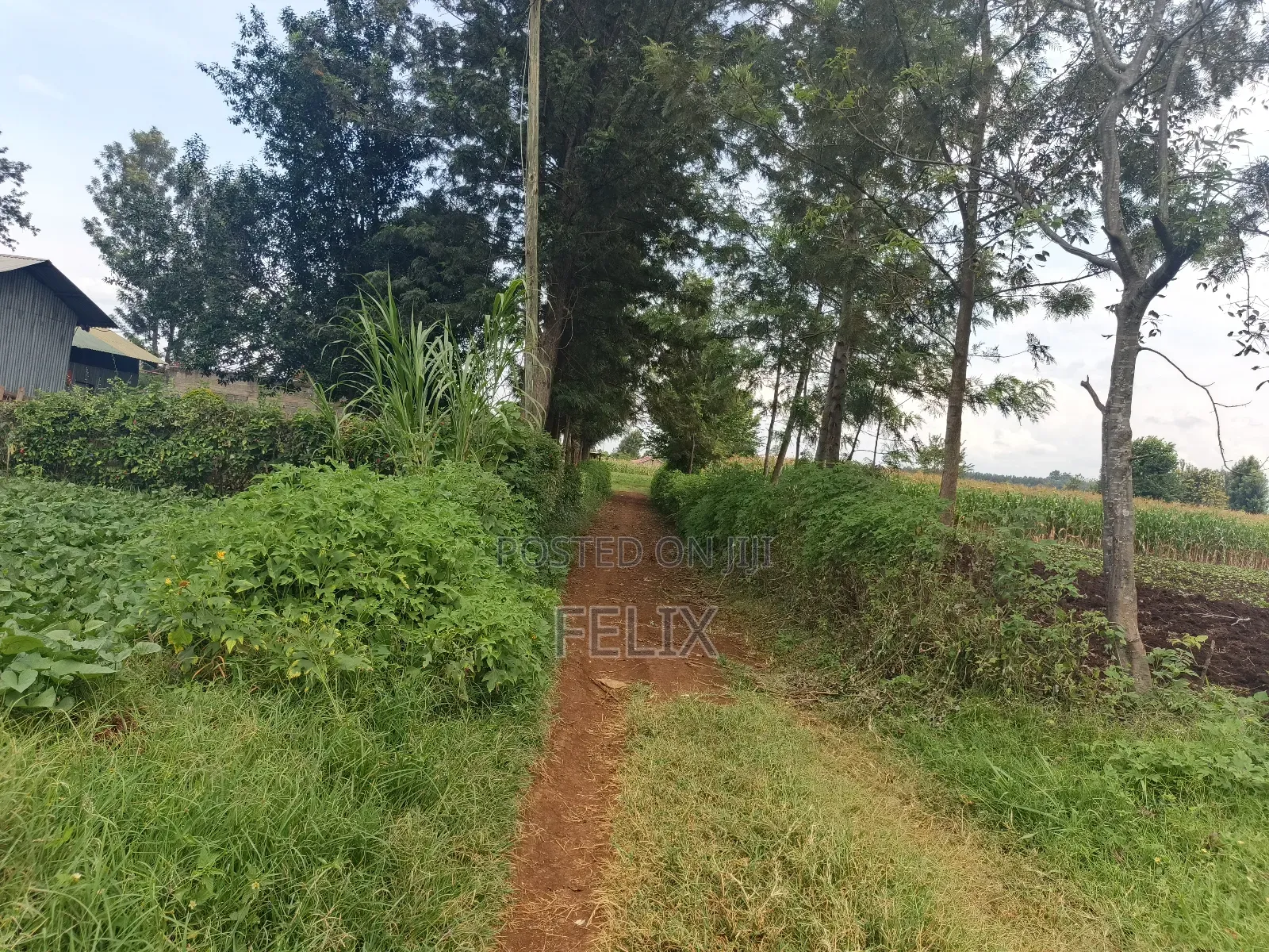 Kirinyaga/Kibingoti Half Acre