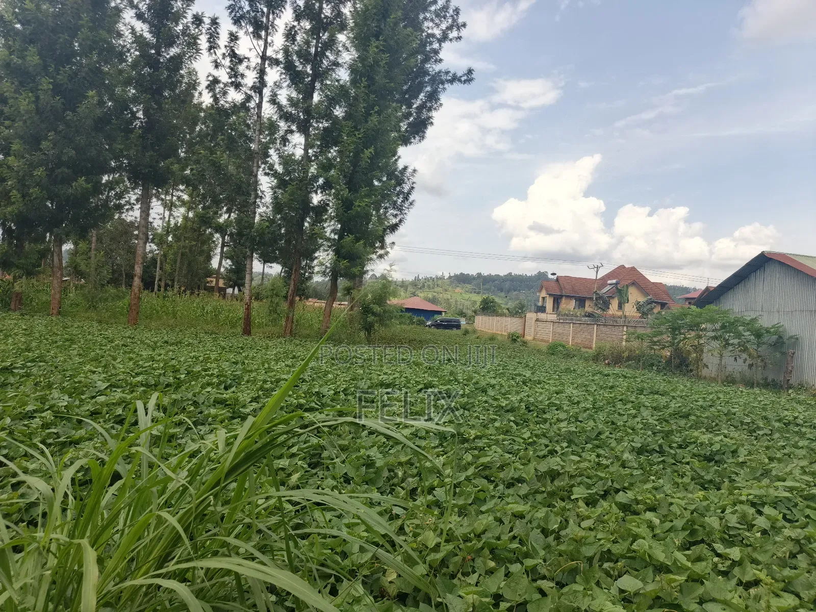 Kirinyaga/Kibingoti Half Acre