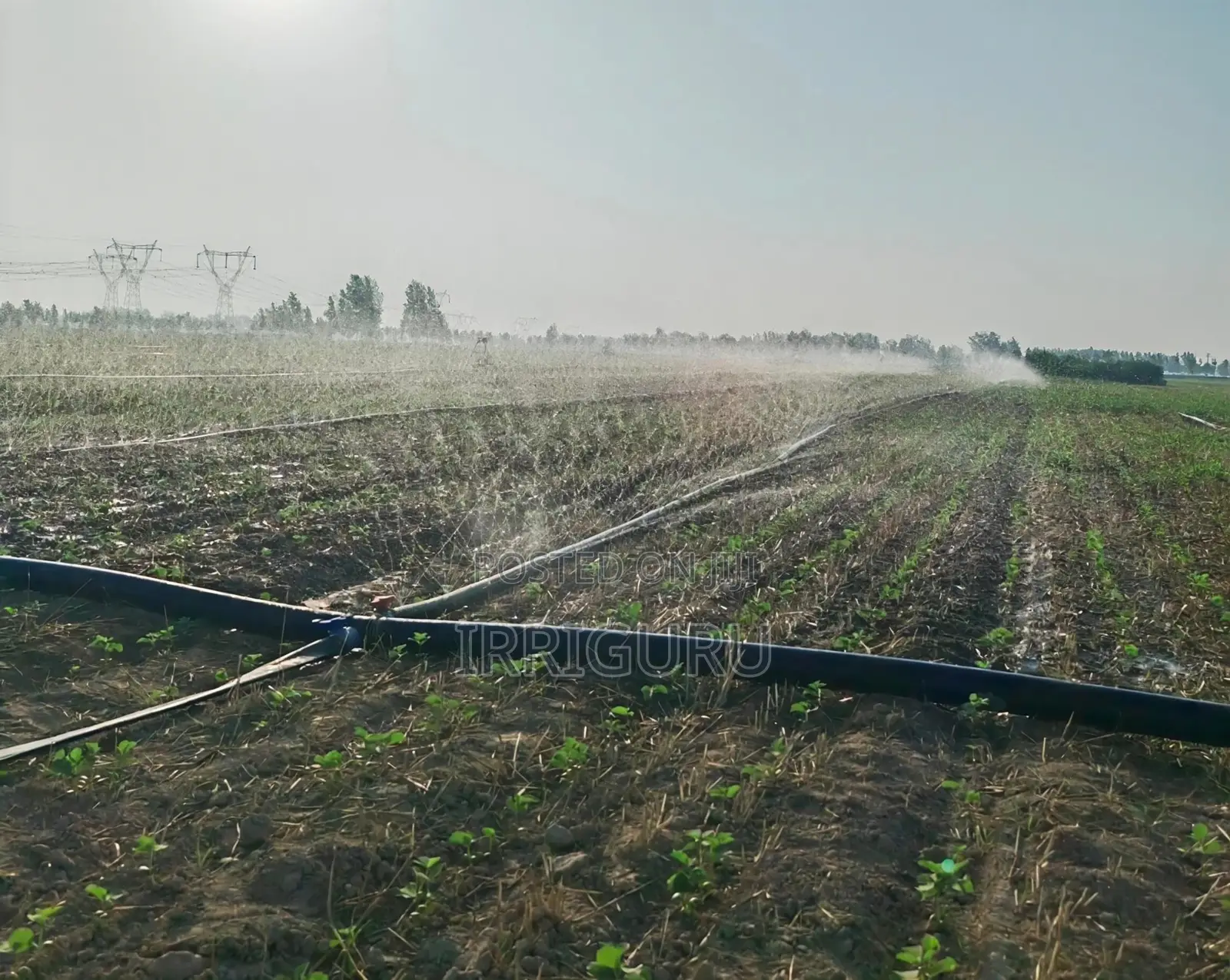 Rain Belt for Irrigating Beans