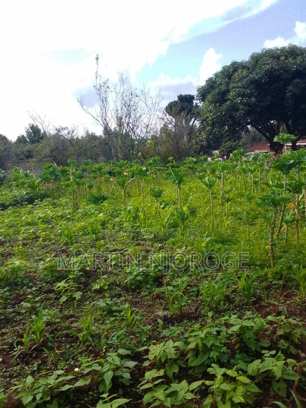 1⁄4 Kinyogori - thumbnail 3