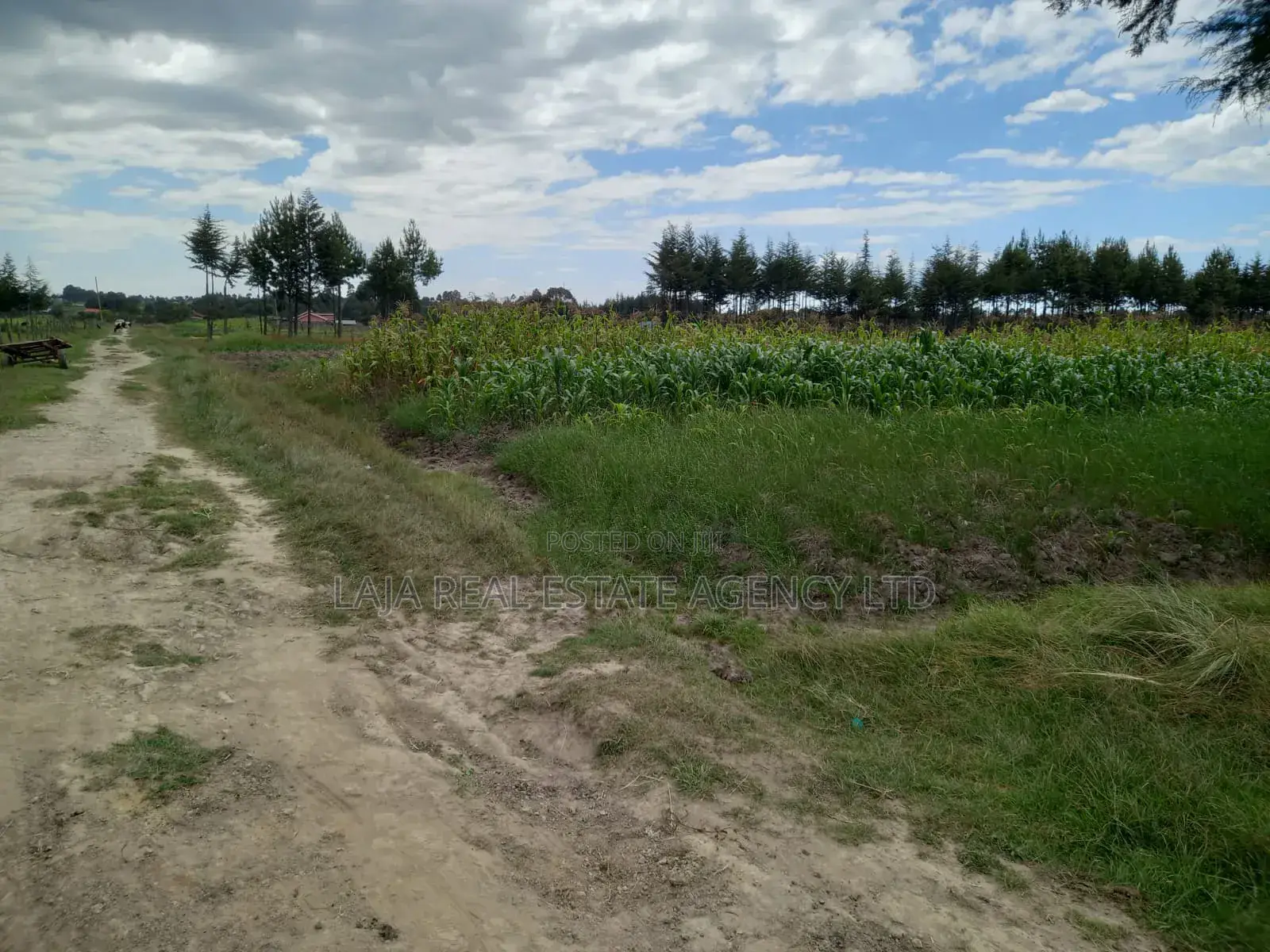 Magumu Rich Farm Sale