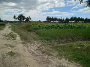 Magumu Rich Farm Sale