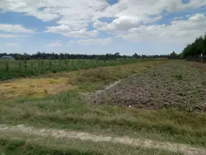Magumu Rich Farm Sale
