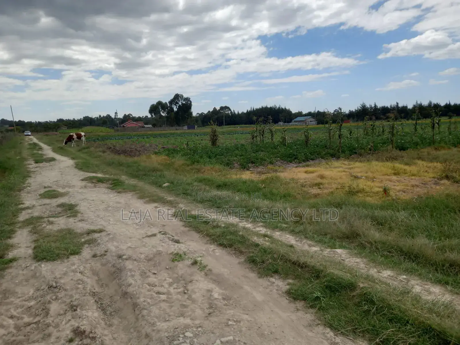 Magumu Rich Farm Sale