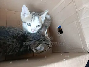 1-3 months Female Mixed Breed Arabic