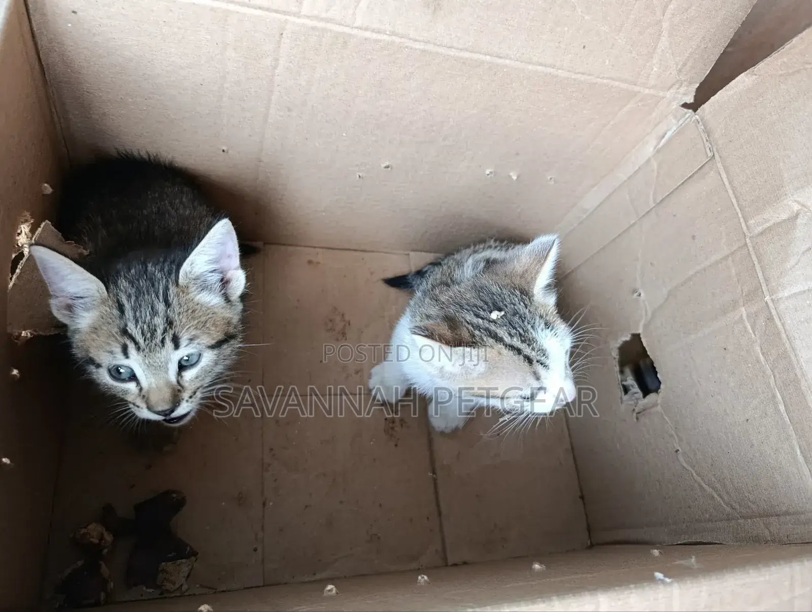 1-3 months Female Mixed Breed Arabic