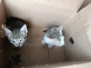 1-3 months Female Mixed Breed Arabic