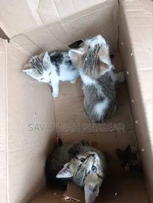 1-3 months Female Mixed Breed Arabic