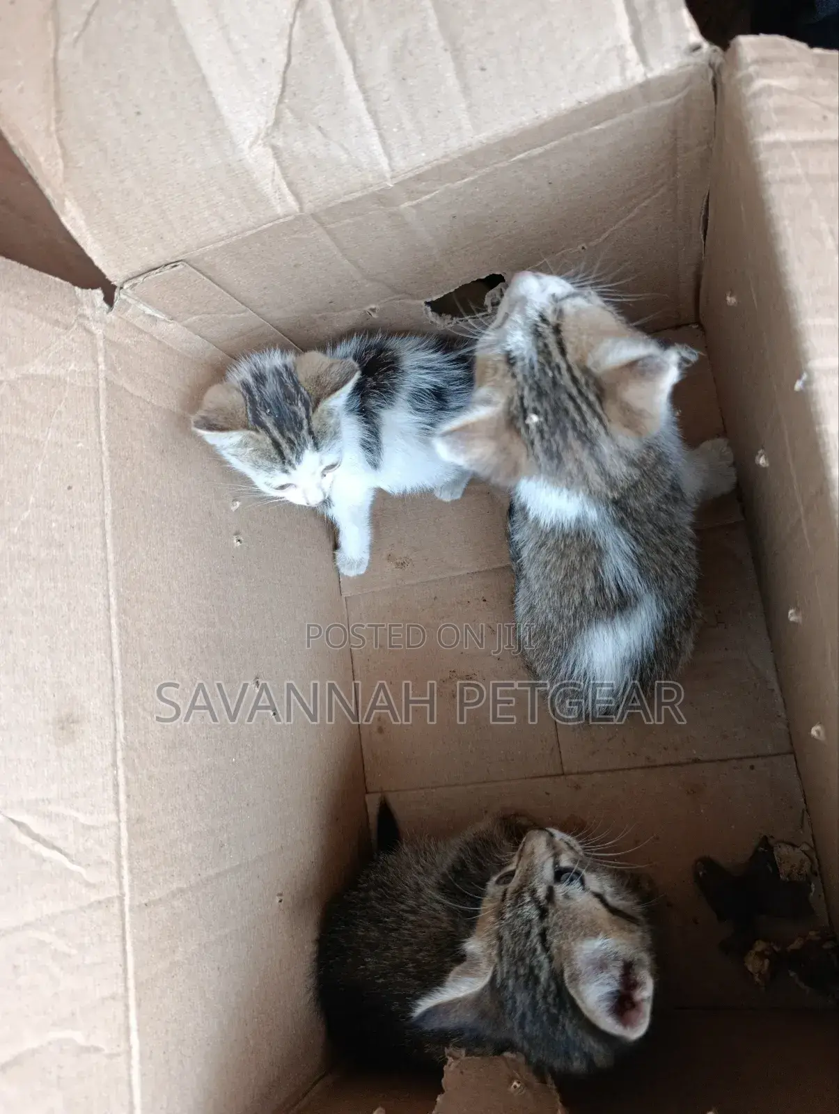 1-3 months Female Mixed Breed Arabic