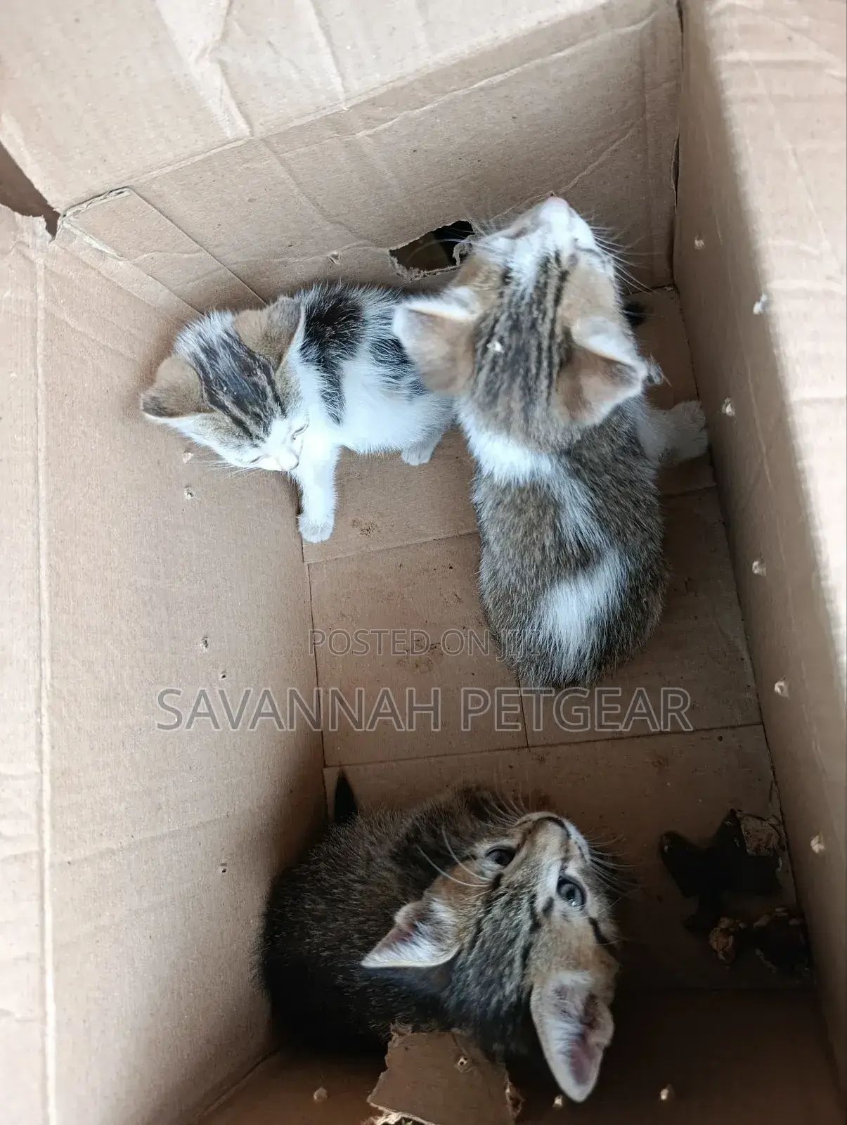 1-3 months Female Mixed Breed Arabic