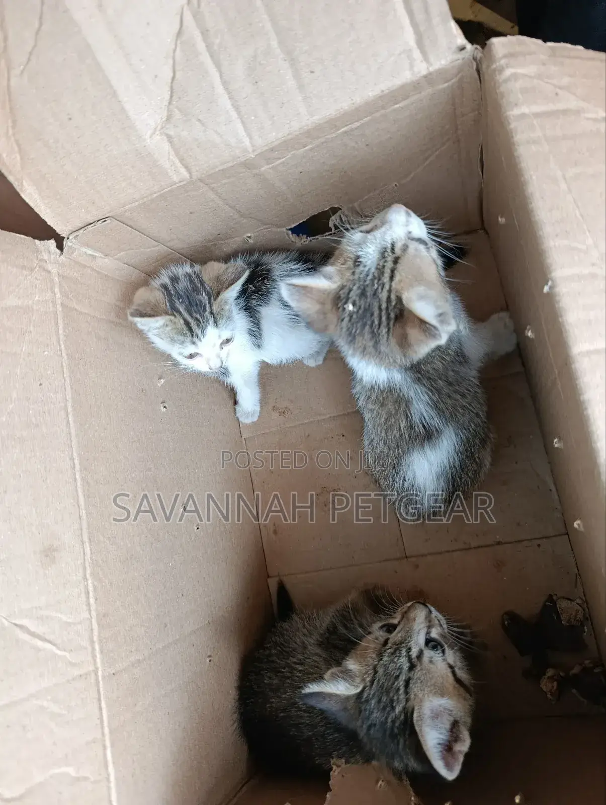 1-3 months Female Mixed Breed Arabic