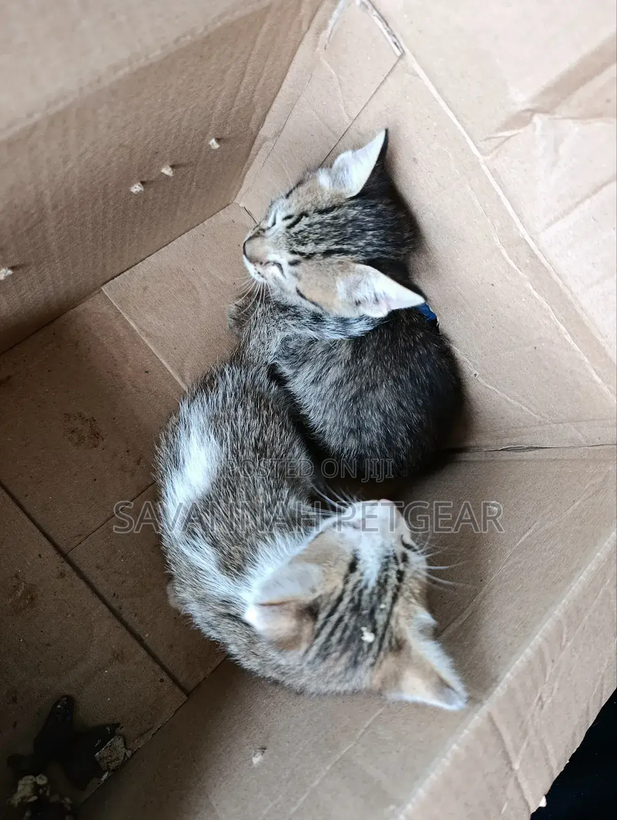 1-3 months Female Mixed Breed Arabic
