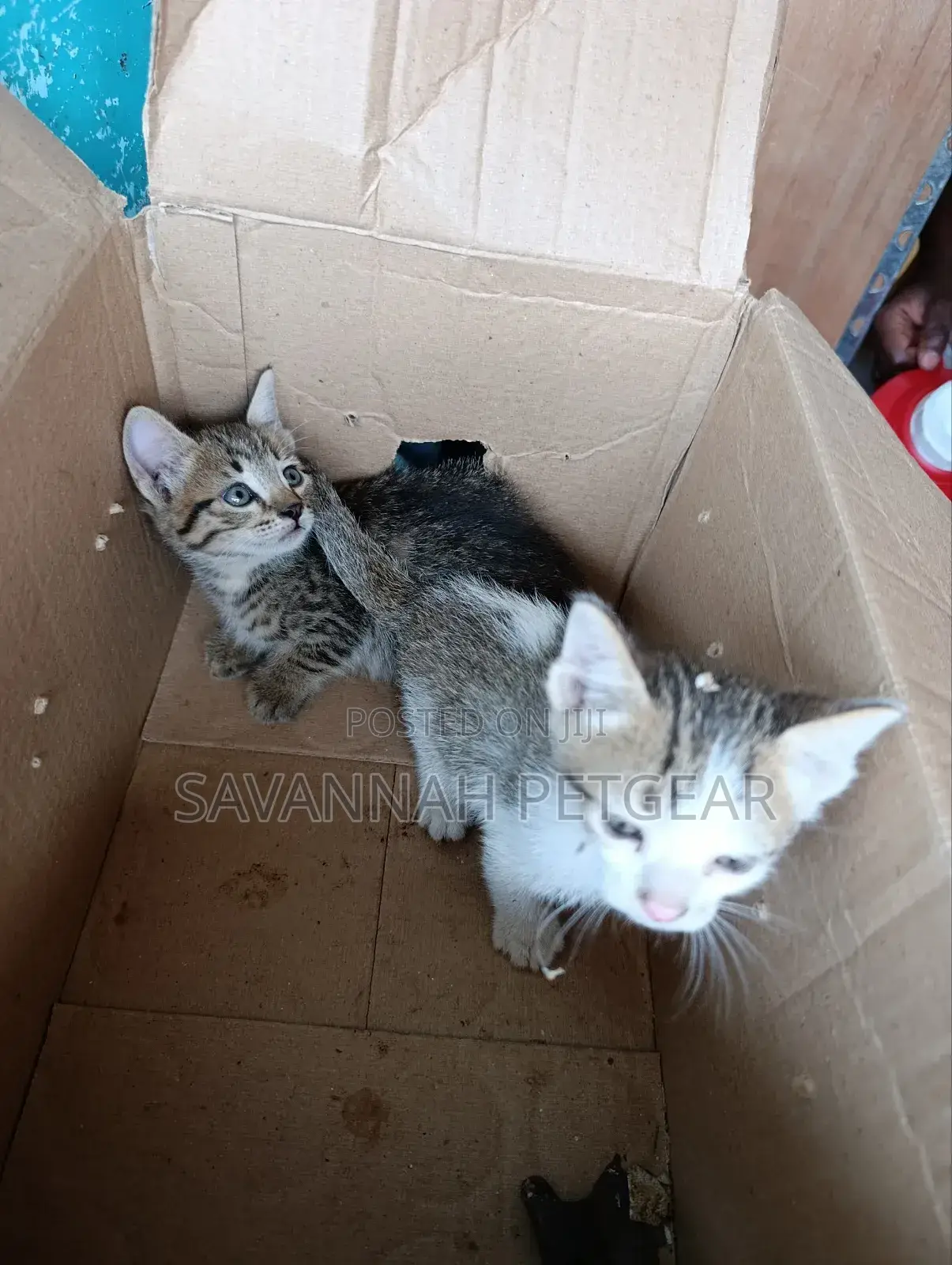 1-3 months Female Mixed Breed Arabic