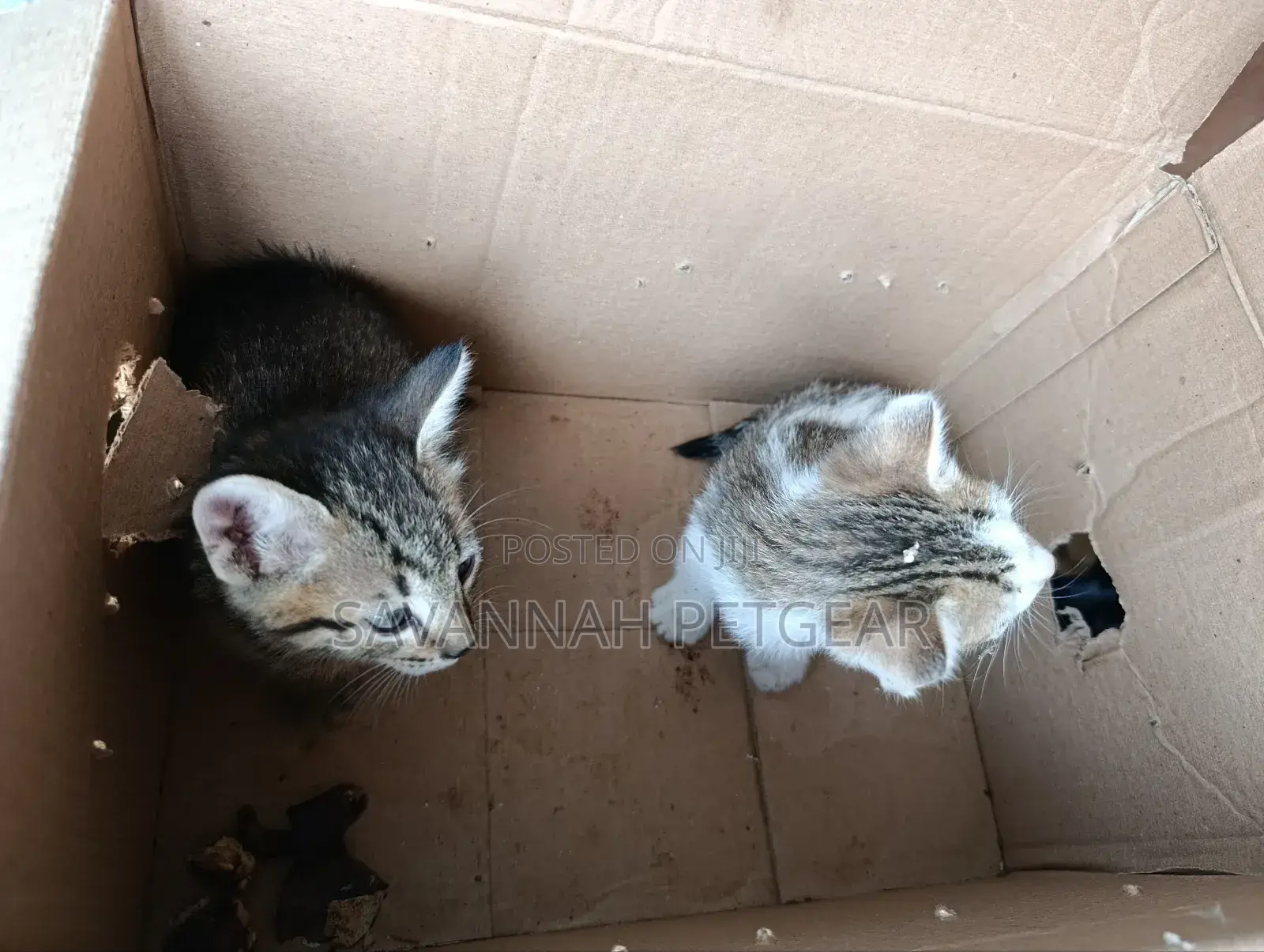 1-3 months Female Mixed Breed Arabic