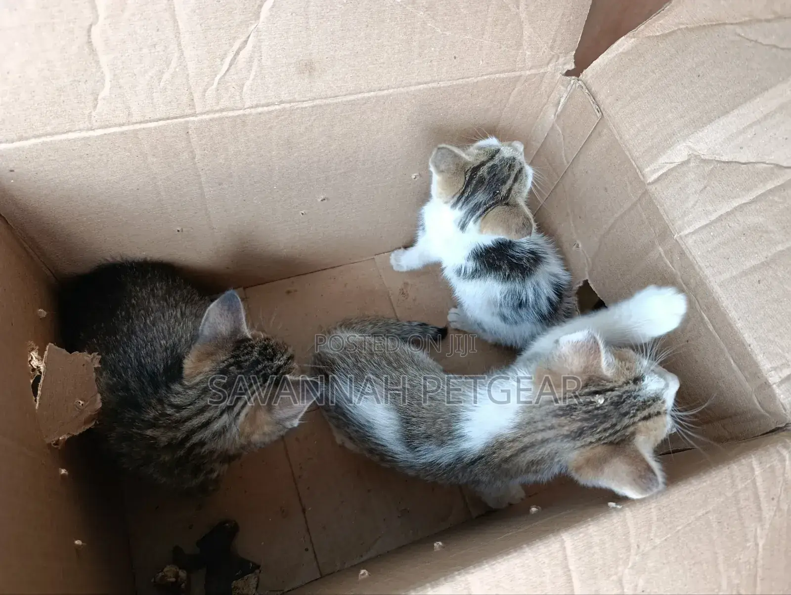 1-3 months Female Mixed Breed Arabic