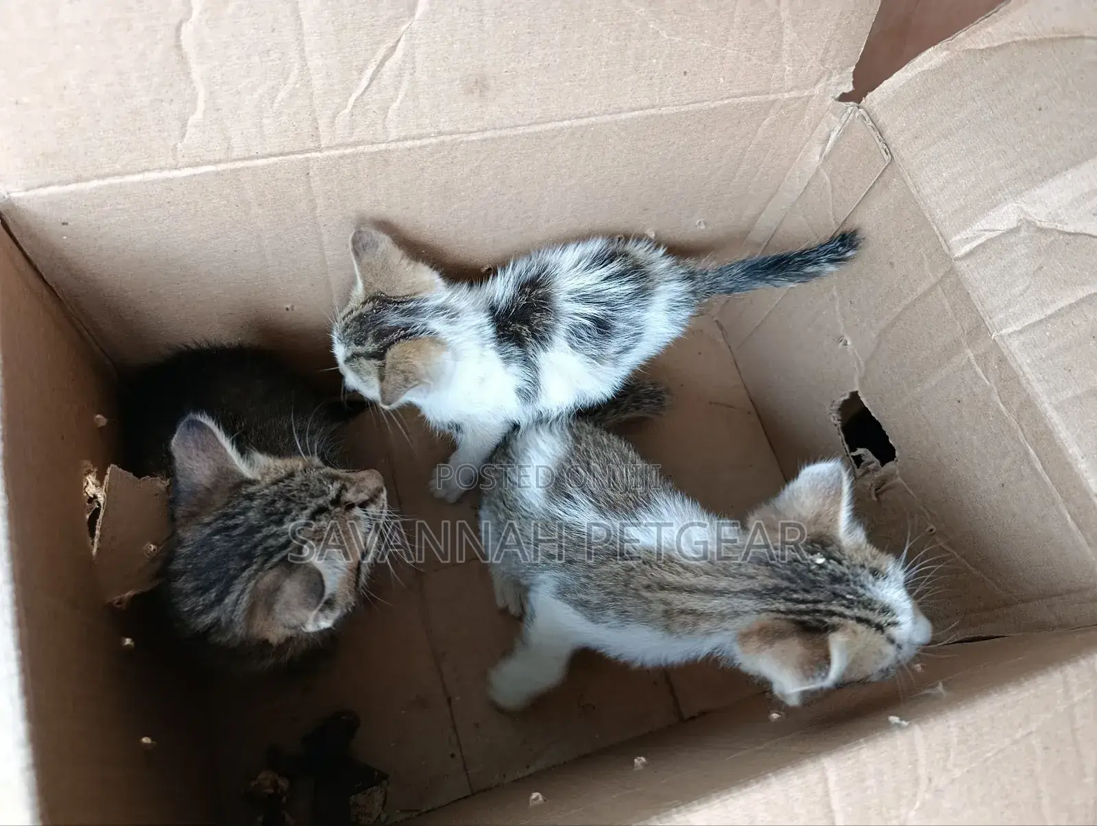 1-3 months Female Mixed Breed Arabic